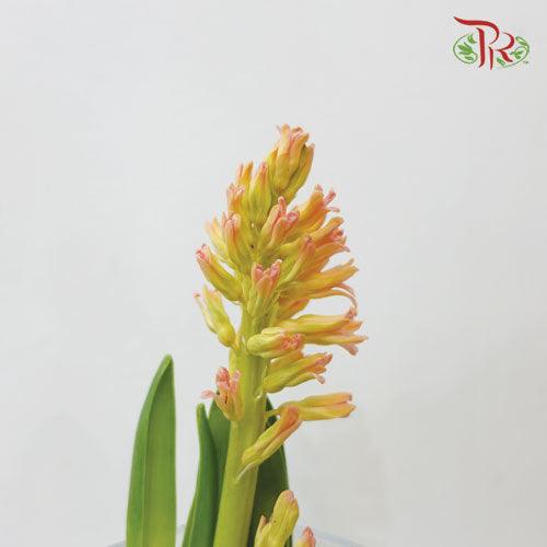 Hyacinthus - Champagne (5 Stems) *Fragile-Champagne-Netherland-prflorist.com.my