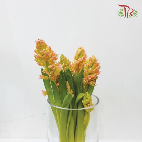 Hyacinthus - Champagne (5 Stems) *Fragile-Champagne-Netherland-prflorist.com.my
