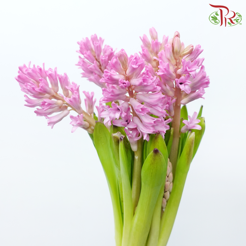 Hyacinthus - Dark Pink (5 Stems) *Fragile-Dark Pink-Netherland-prflorist.com.my