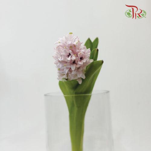 Hyacinthus - Light Pink (5 Stems) *Fragile-Pink-Netherland-prflorist.com.my