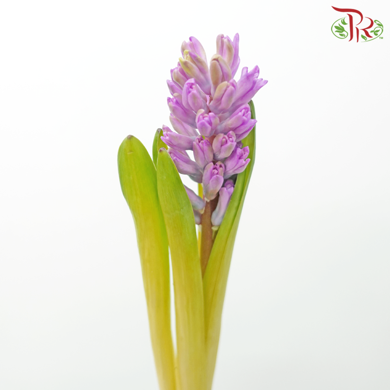 Hyacinthus - Pink Purple (5 Stems) *Fragile-Pink-Netherland-prflorist.com.my