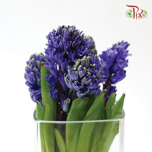 Hyacinthus - Purple (5 Stems) *Fragile-Purple-Netherland-prflorist.com.my