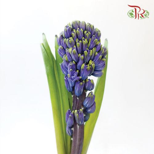 Hyacinthus - Purple (5 Stems) *Fragile-Purple-Netherland-prflorist.com.my