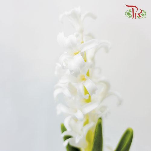 Hyacinthus - White (5 Stems) *Fragile-White-Netherland-prflorist.com.my