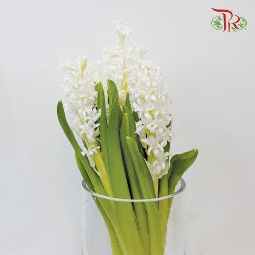 Hyacinthus - White (5 Stems) *Fragile-White-Netherland-prflorist.com.my