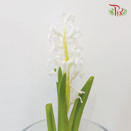 Hyacinthus - White (5 Stems) *Fragile-White-Netherland-prflorist.com.my