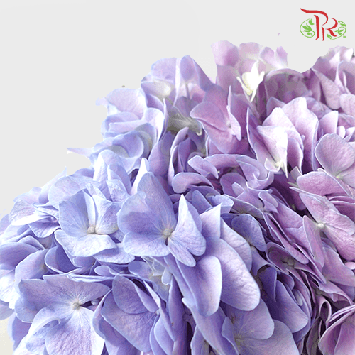 Hydrangea - 2 Tone Light Purple (Per Stem)-Purple-China-prflorist.com.my