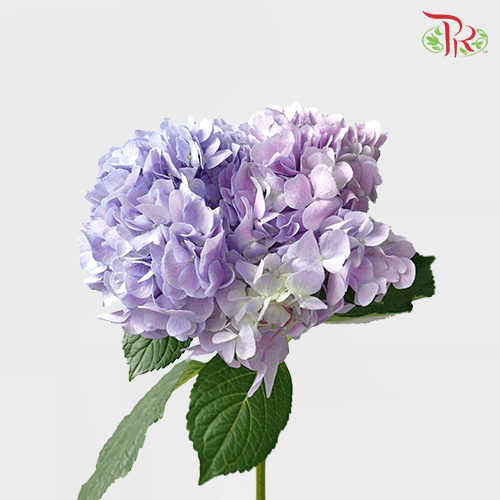 Hydrangea - 2 Tone Light Purple (Per Stem)-Purple-China-prflorist.com.my