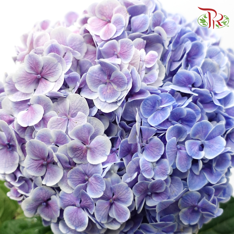 Hydrangea - 2 Tone Purple With Outline (Per Stem)-Purple-China-prflorist.com.my