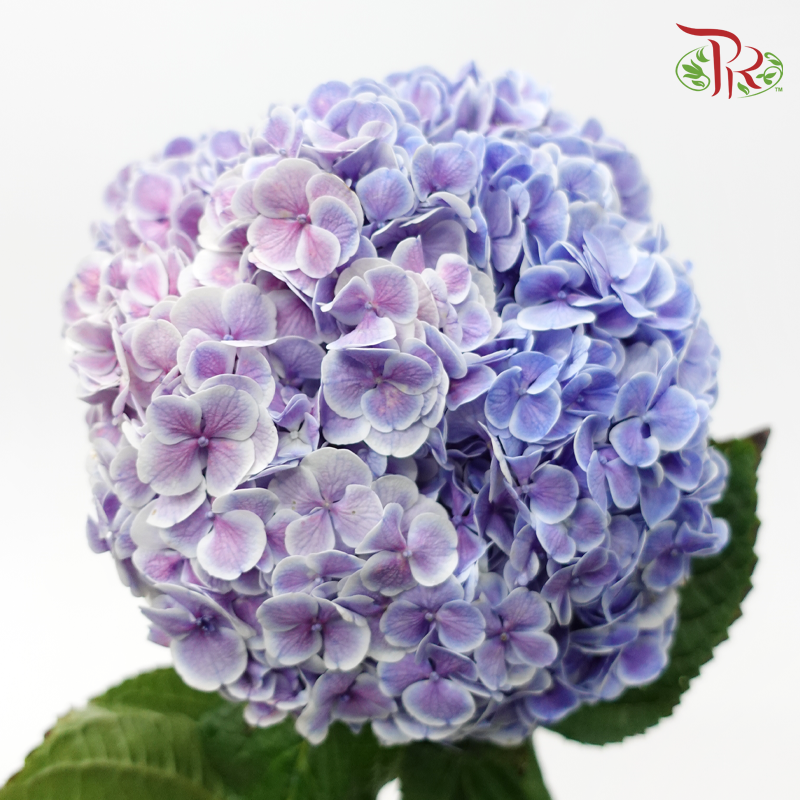 Hydrangea - 2 Tone Purple With Outline (Per Stem)-Purple-China-prflorist.com.my