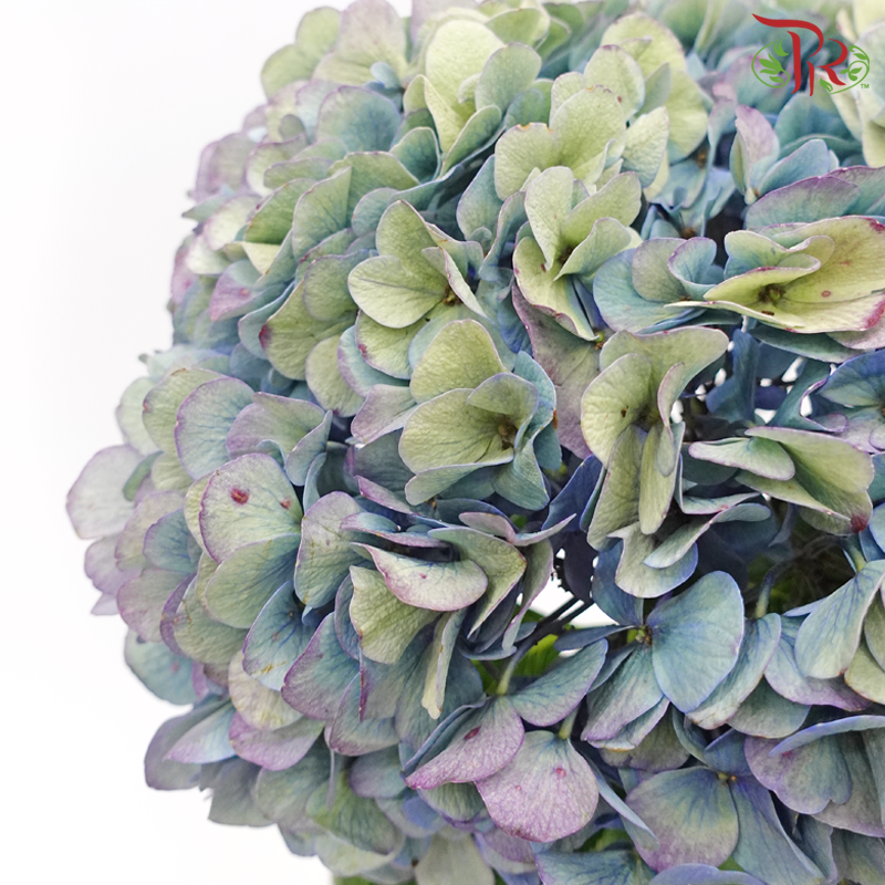 Hydrangea - Aquatic (Per Stem) **Capitulum Measurement 14-16cm**-Aquatic-China-prflorist.com.my