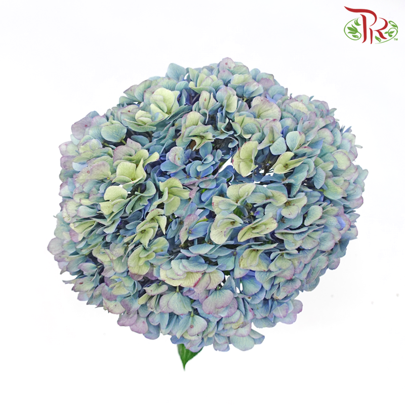 Hydrangea - Aquatic (Per Stem) **Capitulum Measurement 14-16cm**-Aquatic-China-prflorist.com.my