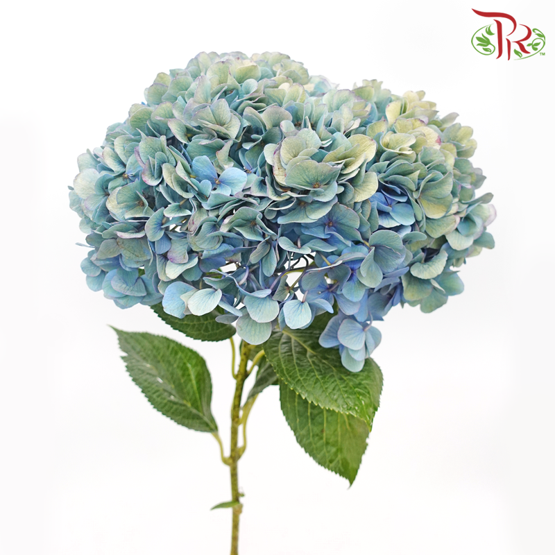 Hydrangea - Aquatic (Per Stem) **Capitulum Measurement 14-16cm**-Aquatic-China-prflorist.com.my