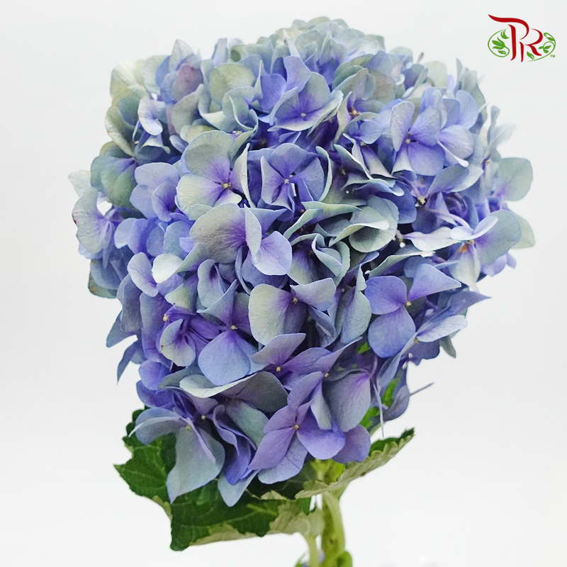 Hydrangea - Autumn Blue (Per Stem)-Blue-China-prflorist.com.my
