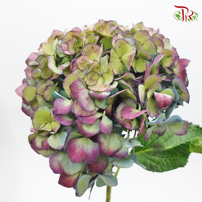Hydrangea - Autumn Red (Per Stem) **Capitulum Measurement 14-16cm**-Red-China-prflorist.com.my