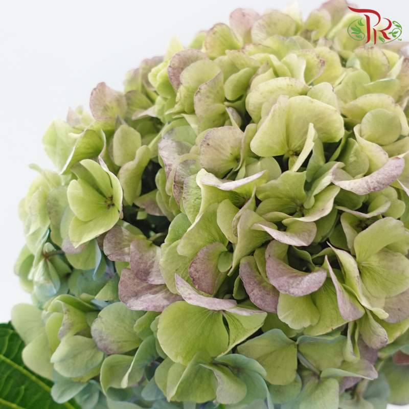 Hydrangea - Autumn Red (Per Stem) **Capitulum Measurement 22-26cm**-Green / Purple-China-prflorist.com.my