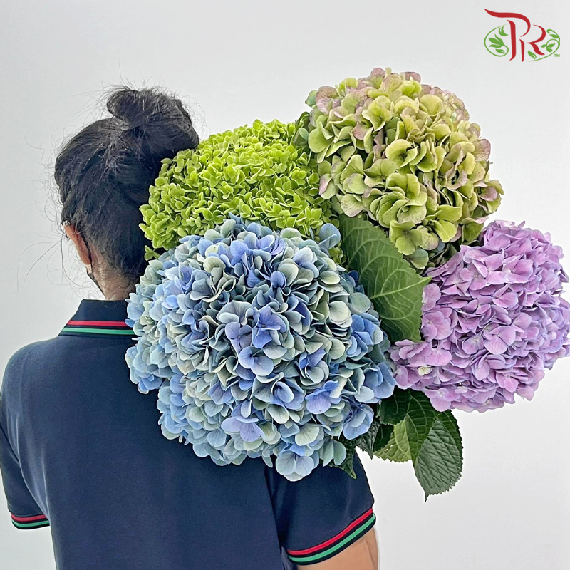 Hydrangea - Autumn Red (Per Stem) **Capitulum Measurement 22-26cm**-Green / Purple-China-prflorist.com.my