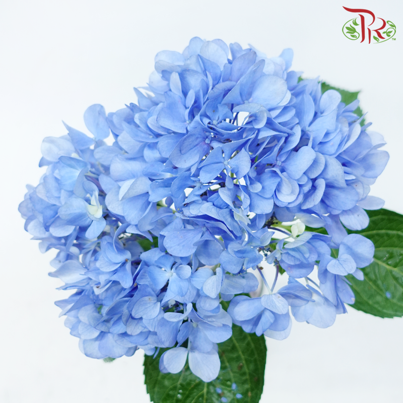 Hydrangea - Azure Blue (Per Stem)-Dark Blue-Netherland-prflorist.com.my