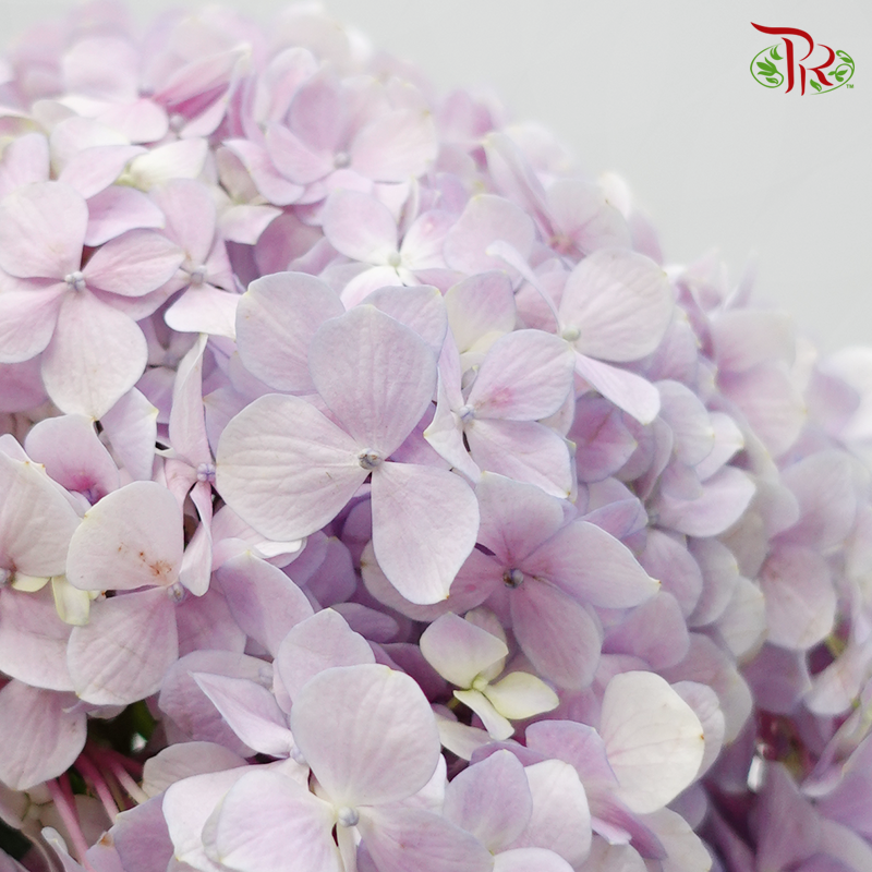 Hydrangea - Bicolour Pink Lilac (Per Stem)-Lilac-China-prflorist.com.my