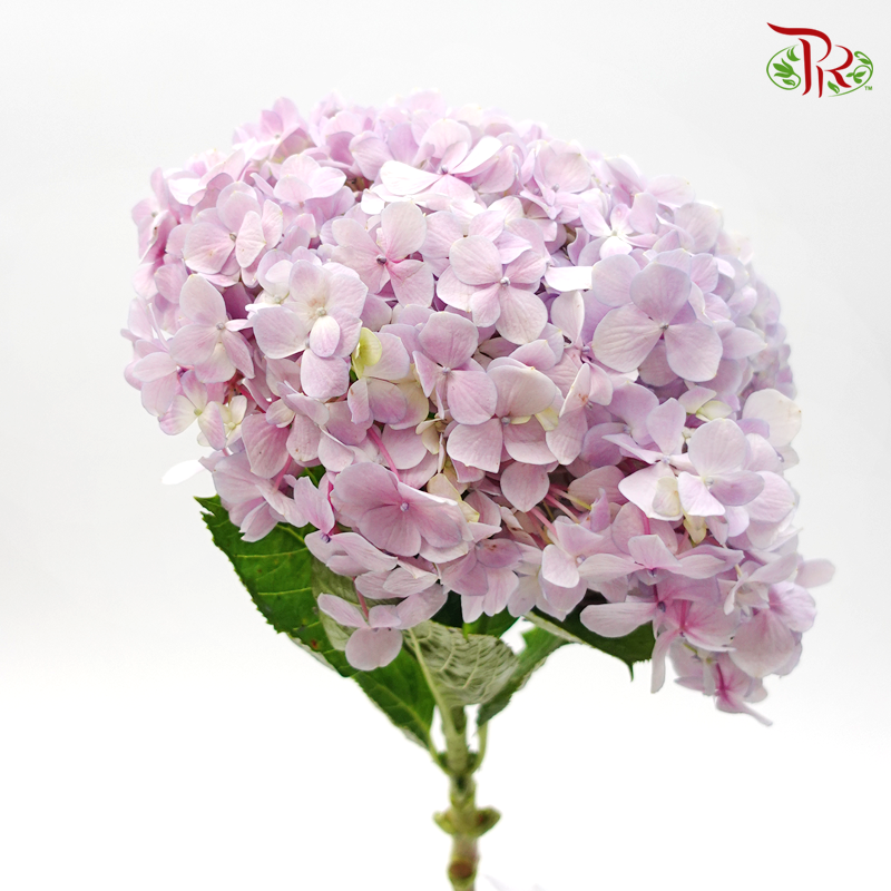 Hydrangea - Bicolour Pink Lilac (Per Stem)-Lilac-China-prflorist.com.my