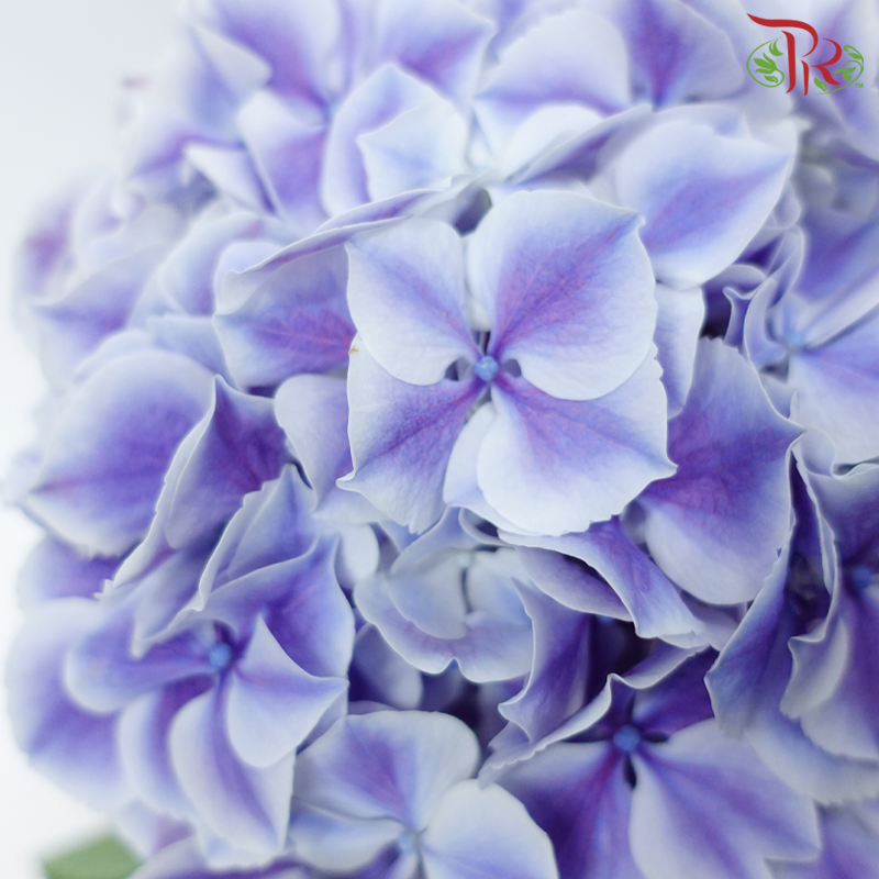 Hydrangea - Bicolour Purple & White (Per Stem)-Bicolour Purple & White-Netherland-prflorist.com.my