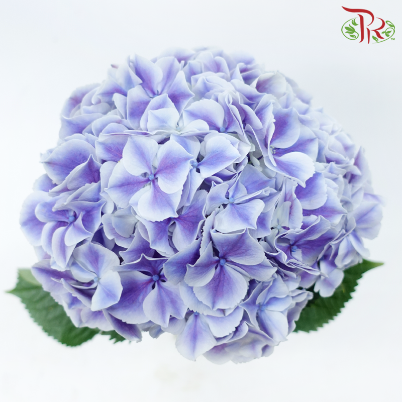 Hydrangea - Bicolour Purple & White (Per Stem)-Bicolour Purple & White-Netherland-prflorist.com.my