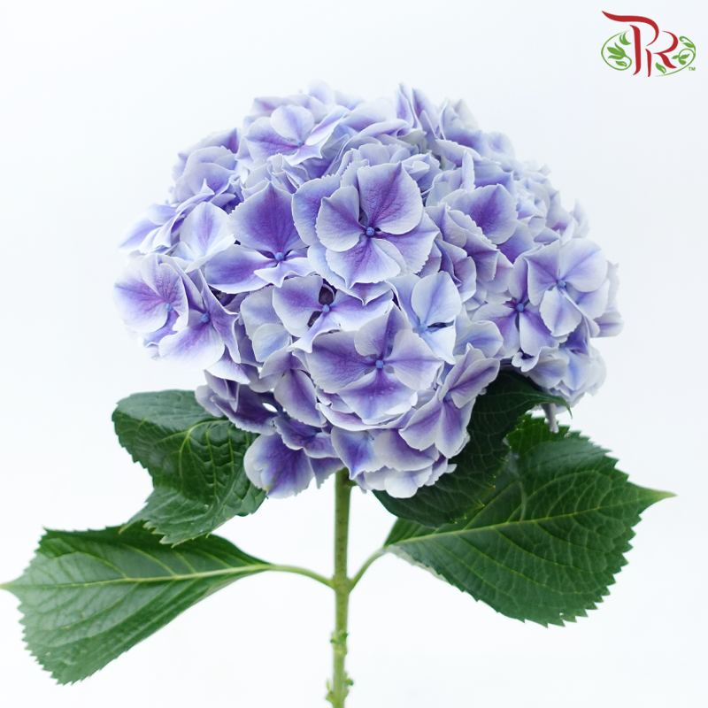 Hydrangea - Bicolour Purple & White (Per Stem)-Bicolour Purple & White-Netherland-prflorist.com.my