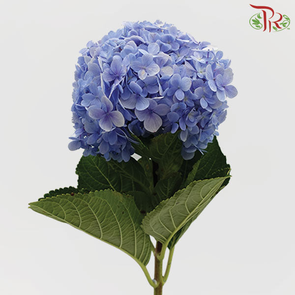 Hydrangea Blue - 2 Stems Per Bundle-Blue-Malaysia-prflorist.com.my