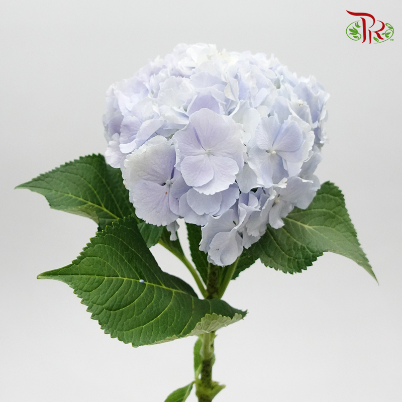 Hydrangea Blue Cotton Candy - Per Stem-Blue-Netherland-prflorist.com.my