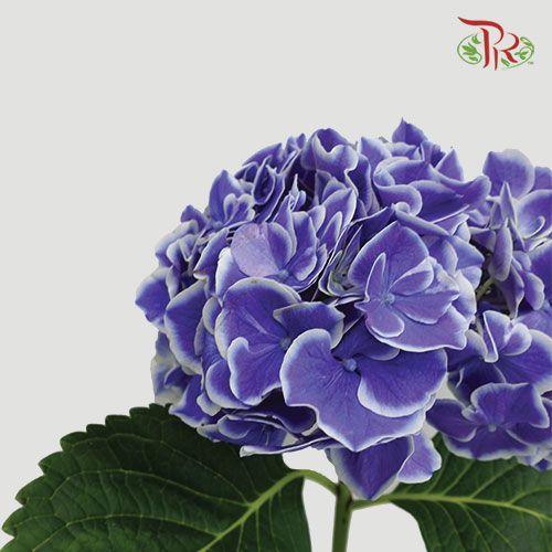 Hydrangea - Blue Tone (Per Stem)-Blue-Netherland-prflorist.com.my