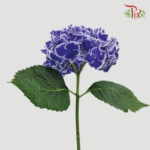 Hydrangea - Blue Tone (Per Stem)-Blue-Netherland-prflorist.com.my
