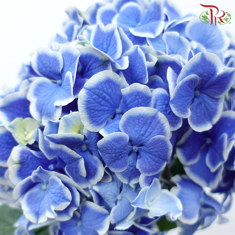 Hydrangea - Blue Tone (Per Stem)-Blue Tone-Netherland-prflorist.com.my