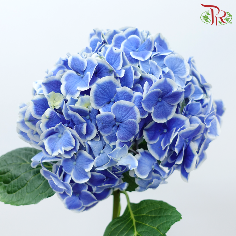 Hydrangea - Blue Tone (Per Stem)-Blue Tone-Netherland-prflorist.com.my