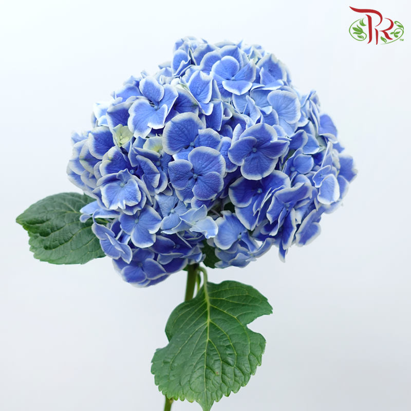 Hydrangea - Blue Tone (Per Stem)-Blue Tone-Netherland-prflorist.com.my