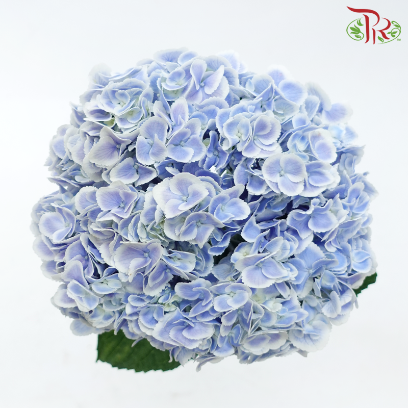 Hydrangea - Blue With White Outline (Per Stem)-Blue With White Outline-China-prflorist.com.my