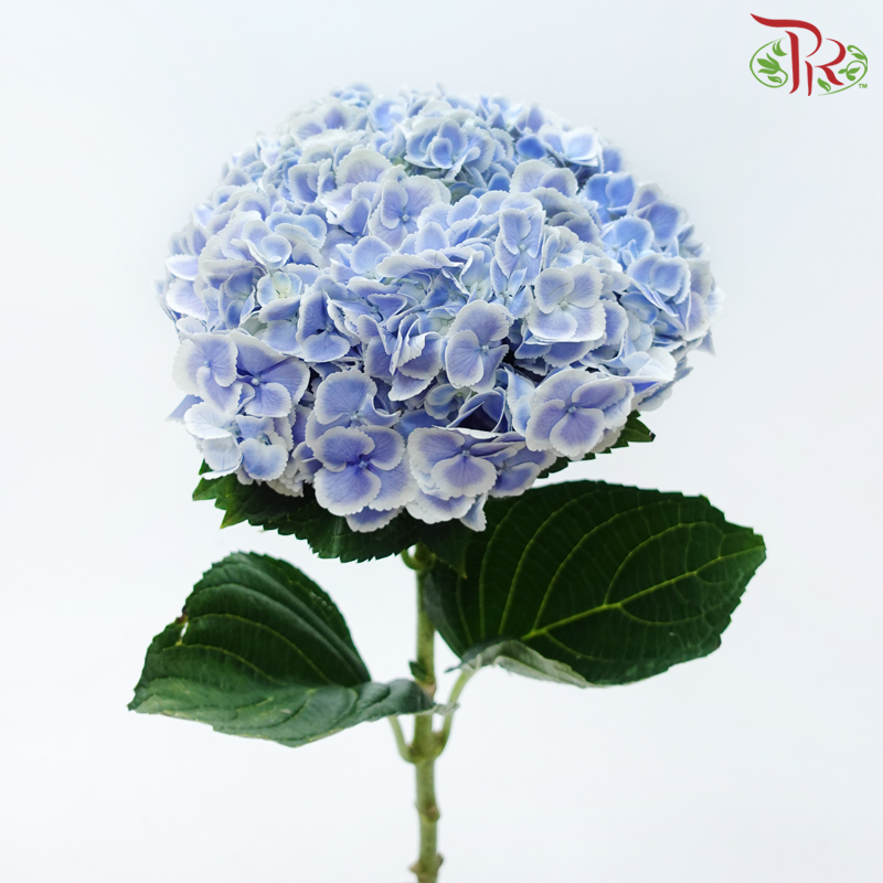 Hydrangea - Blue With White Outline (Per Stem)-Blue With White Outline-China-prflorist.com.my
