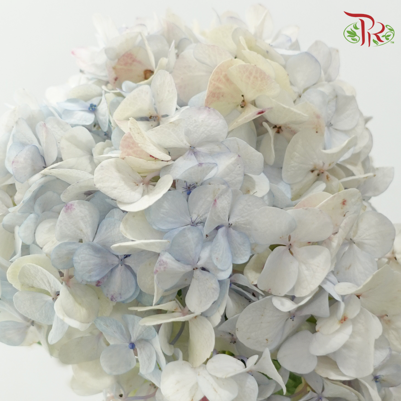 Hydrangea - Bluish White (Per Stem) **Capitulum Measurement: 15-21cm**-Bluish White-China-prflorist.com.my