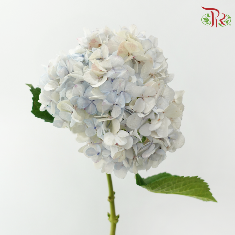 Hydrangea - Bluish White (Per Stem) **Capitulum Measurement: 15-21cm**-Bluish White-China-prflorist.com.my