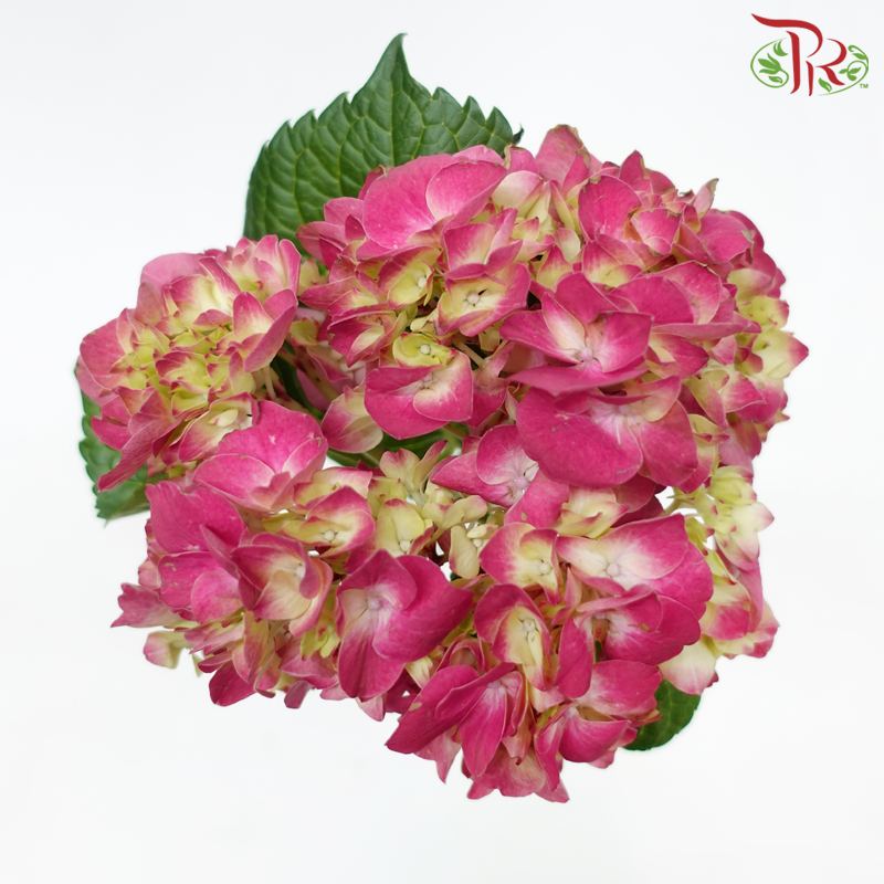 Hydrangea - Charlotte Pink (Per Stem)-Pink-Netherland-prflorist.com.my