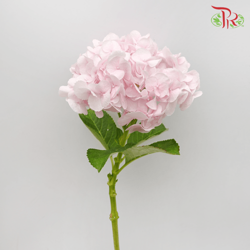 Hydrangea - Charm (Per Stem)-Pink-Vietnam-prflorist.com.my