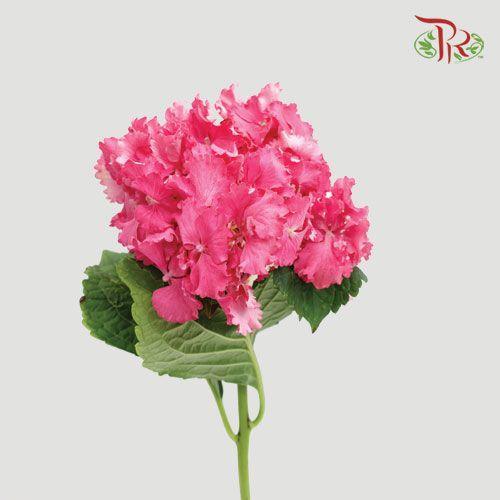 Hydrangea - Cherry Pink (Per Stem)-Pink-China-prflorist.com.my