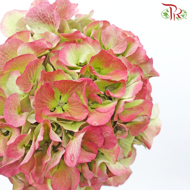 Hydrangea - Cherry Pink With Green (Per Stem)-Cherry Pink With Green-Netherland-prflorist.com.my
