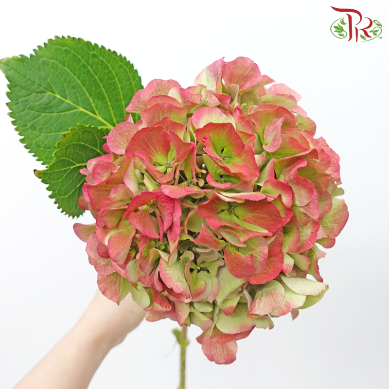 Hydrangea - Cherry Pink With Green (Per Stem)-Cherry Pink With Green-Netherland-prflorist.com.my