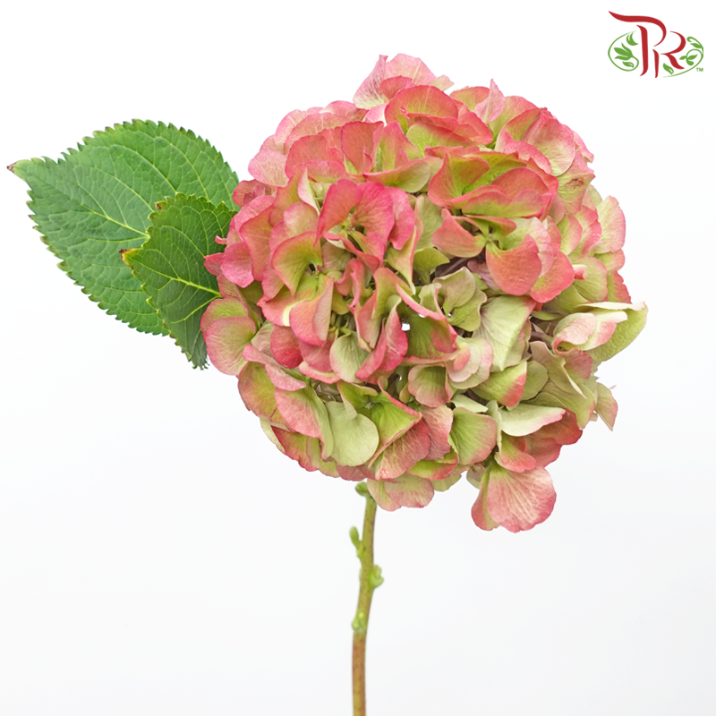 Hydrangea - Cherry Pink With Green (Per Stem)-Cherry Pink With Green-Netherland-prflorist.com.my