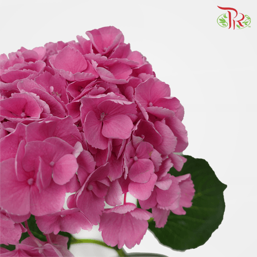 Hydrangea - Cherry Red (Per Stem)-Pink-Kenya-prflorist.com.my