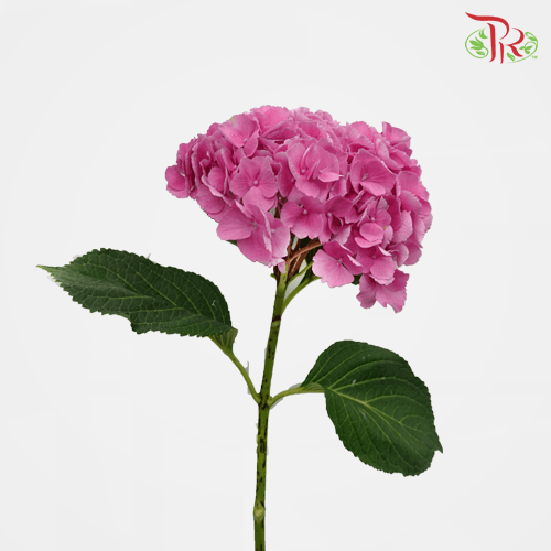 Hydrangea - Cherry Red (Per Stem)-Pink-Kenya-prflorist.com.my