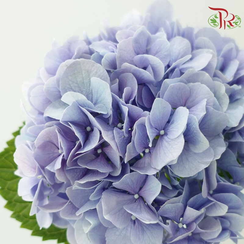 Hydrangea - Cinderella (Per Stem)-Purple-Netherland-prflorist.com.my