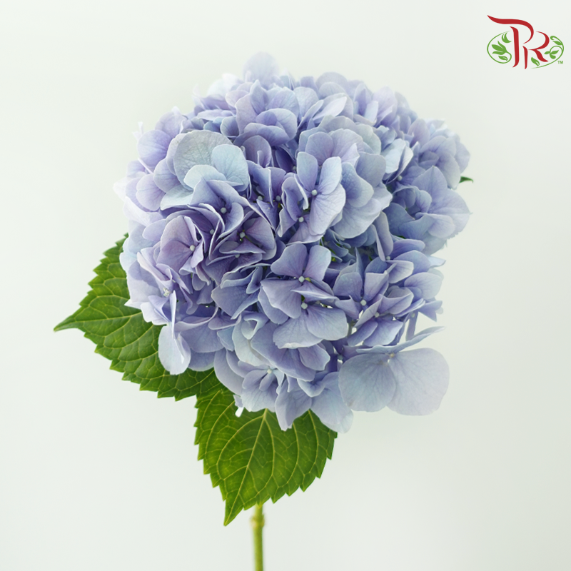 Hydrangea - Cinderella (Per Stem)-Purple-Netherland-prflorist.com.my