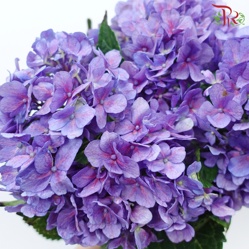 Hydrangea - Crocus Purple (Per Stem)-Purple-China-prflorist.com.my