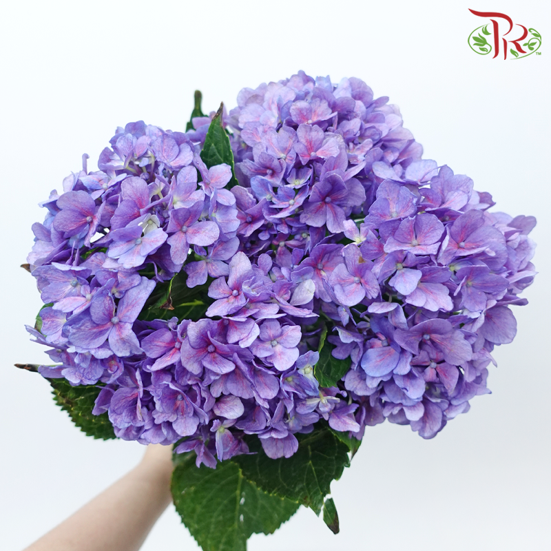 Hydrangea - Crocus Purple (Per Stem)-Purple-China-prflorist.com.my
